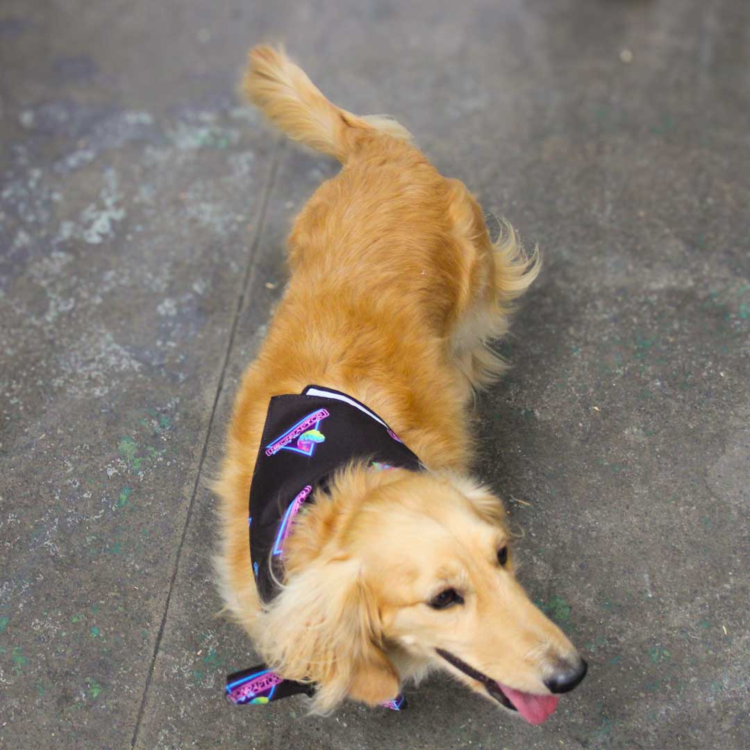 Neon Raptor Hoppy Bandana